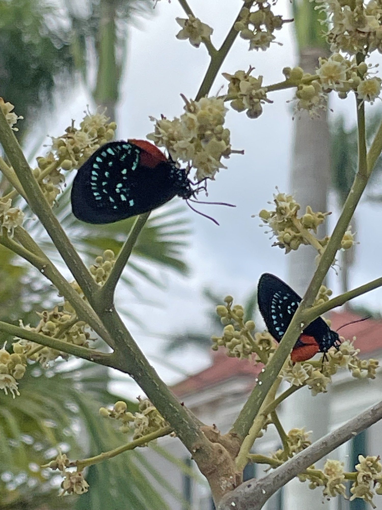 Two Atala butterflies feeding on longan flowers