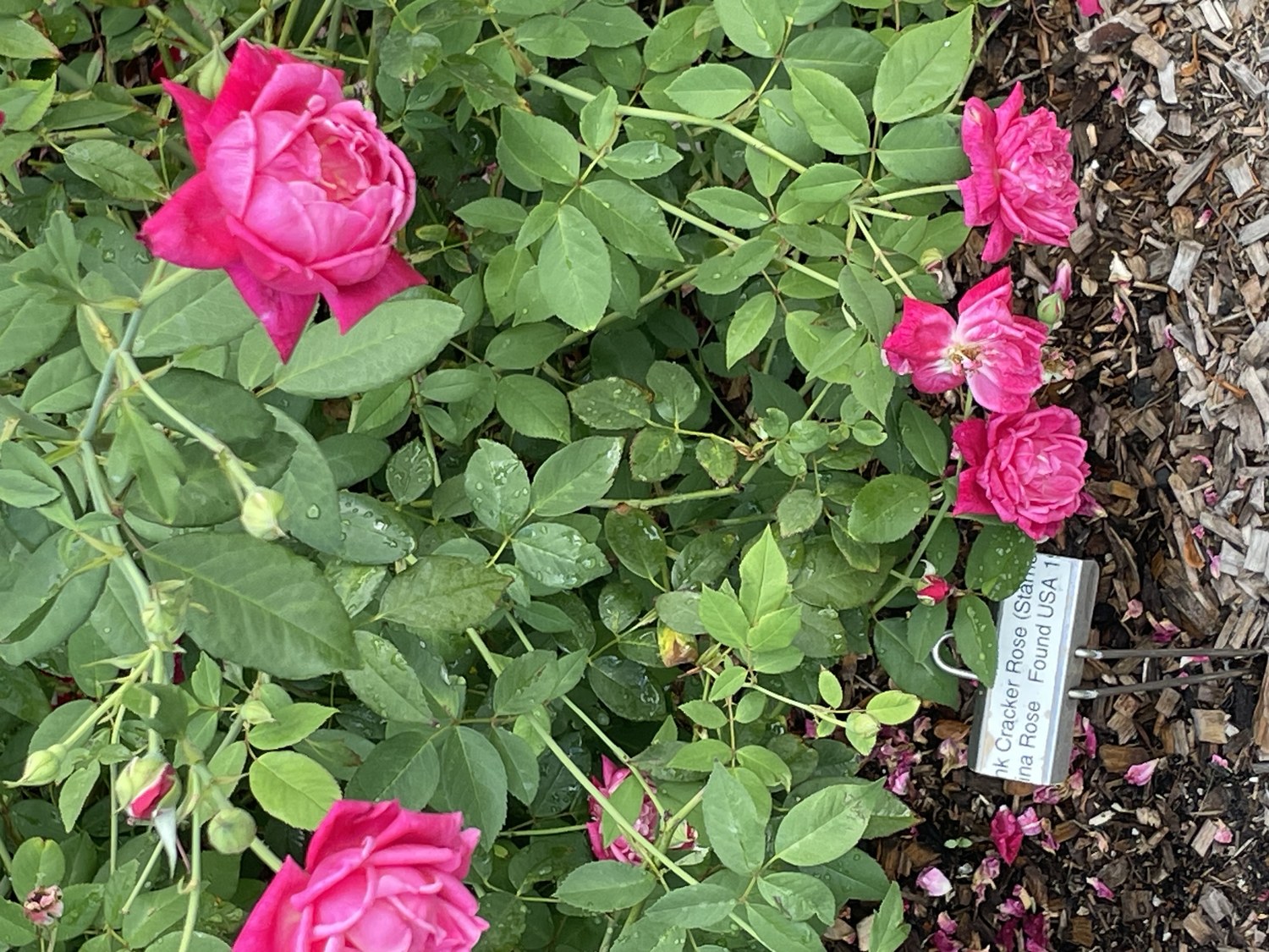 Deep pink Louis Philippe cracker rose blooms on a healthy green shrub