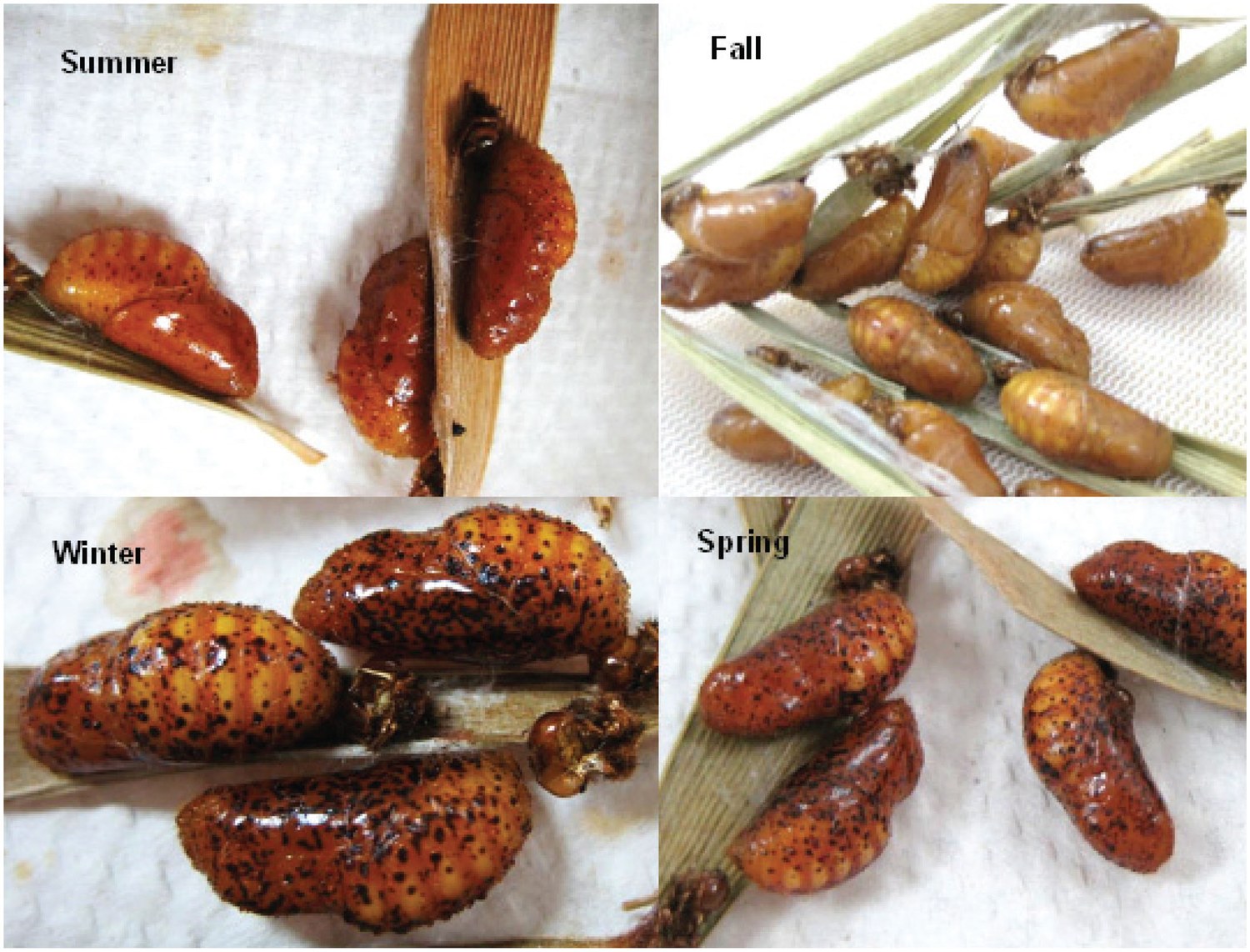 Atala pupae photographed in summer, fall, winter and spring showing seasonal differences