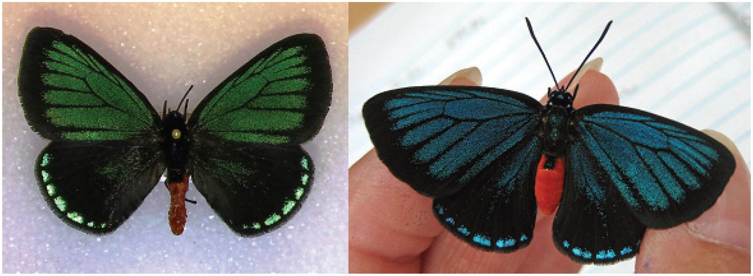 Adult Atala butterflies with green cool-season wings beside blue warm-season wings