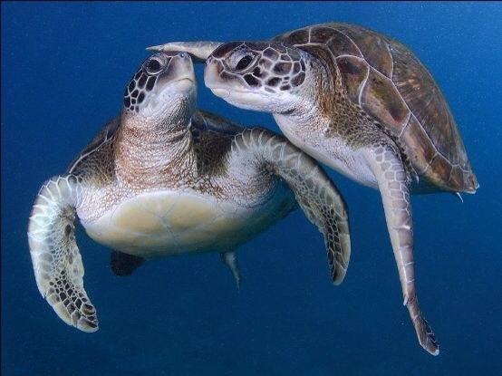 Two sea turtles gliding side by side through deep blue water
