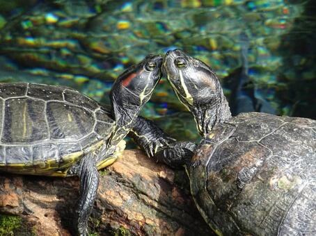 Two turtles touching noses on a rock beside the water