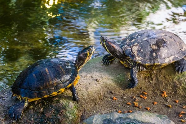 Two turtles facing each other on a rock at the water’s edge