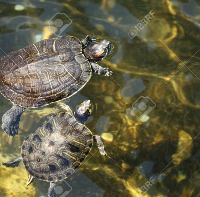 Two freshwater turtles swimming together in a sunlit lake