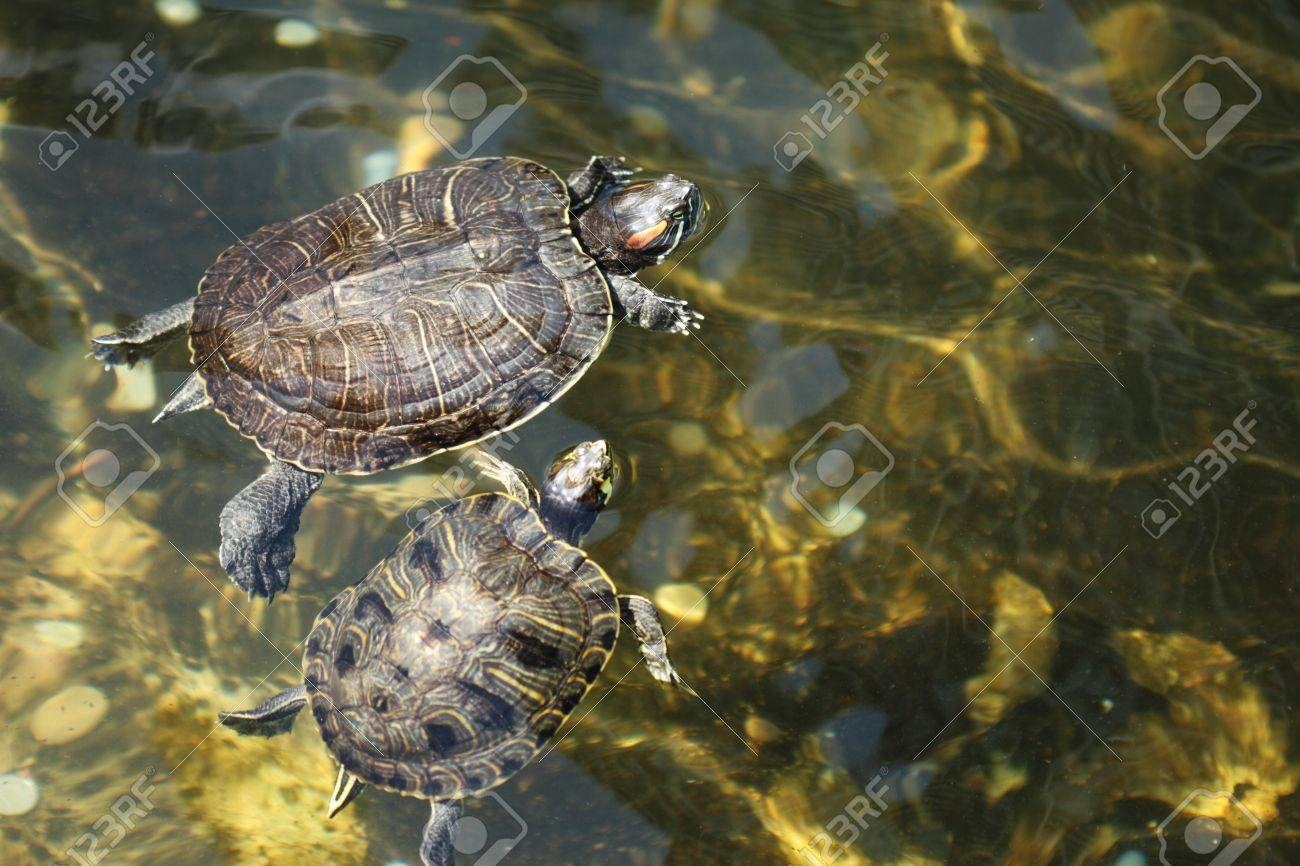 Two freshwater turtles swimming together in a sunlit lake