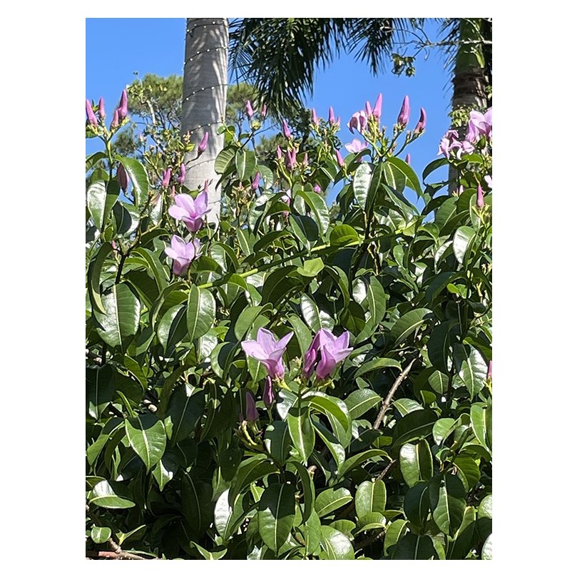 Cryptostegia vine growing at Edison and Ford Winter Estates