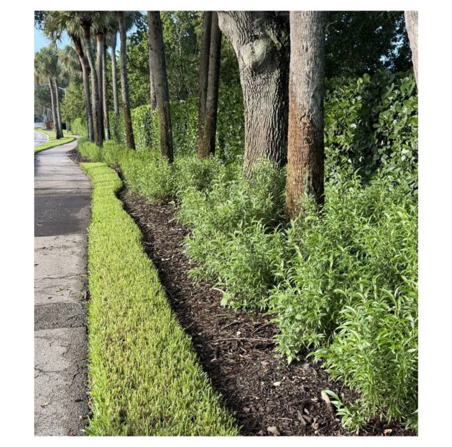 Landscaped bed of shrubs along a Gateway Greens sidewalk