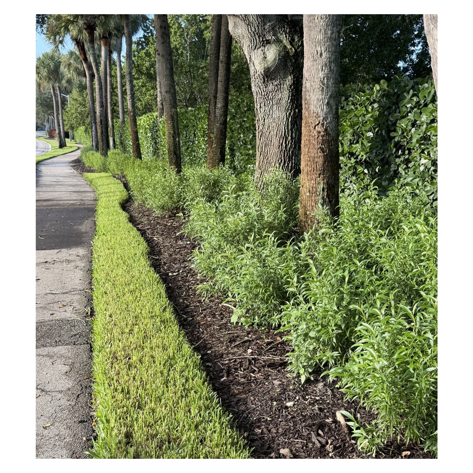 Landscaped bed of shrubs along a Gateway Greens sidewalk