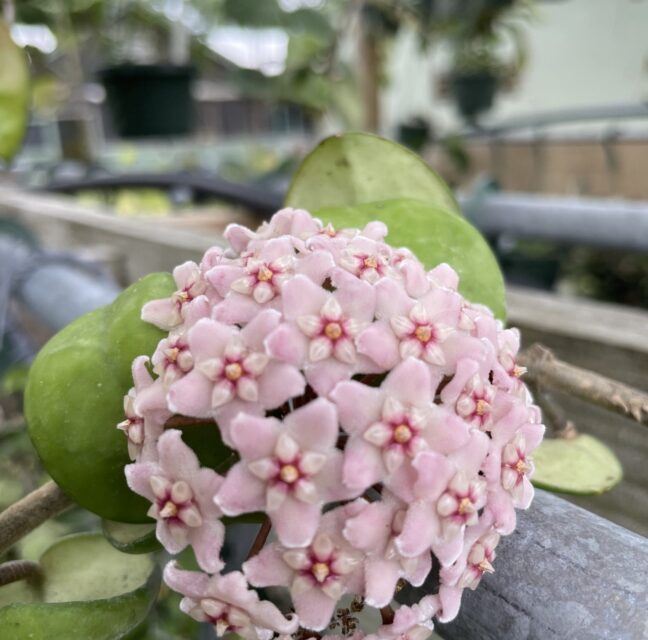 Close-up of a pink hoya umbel, a rounded cluster of star-shaped flowers