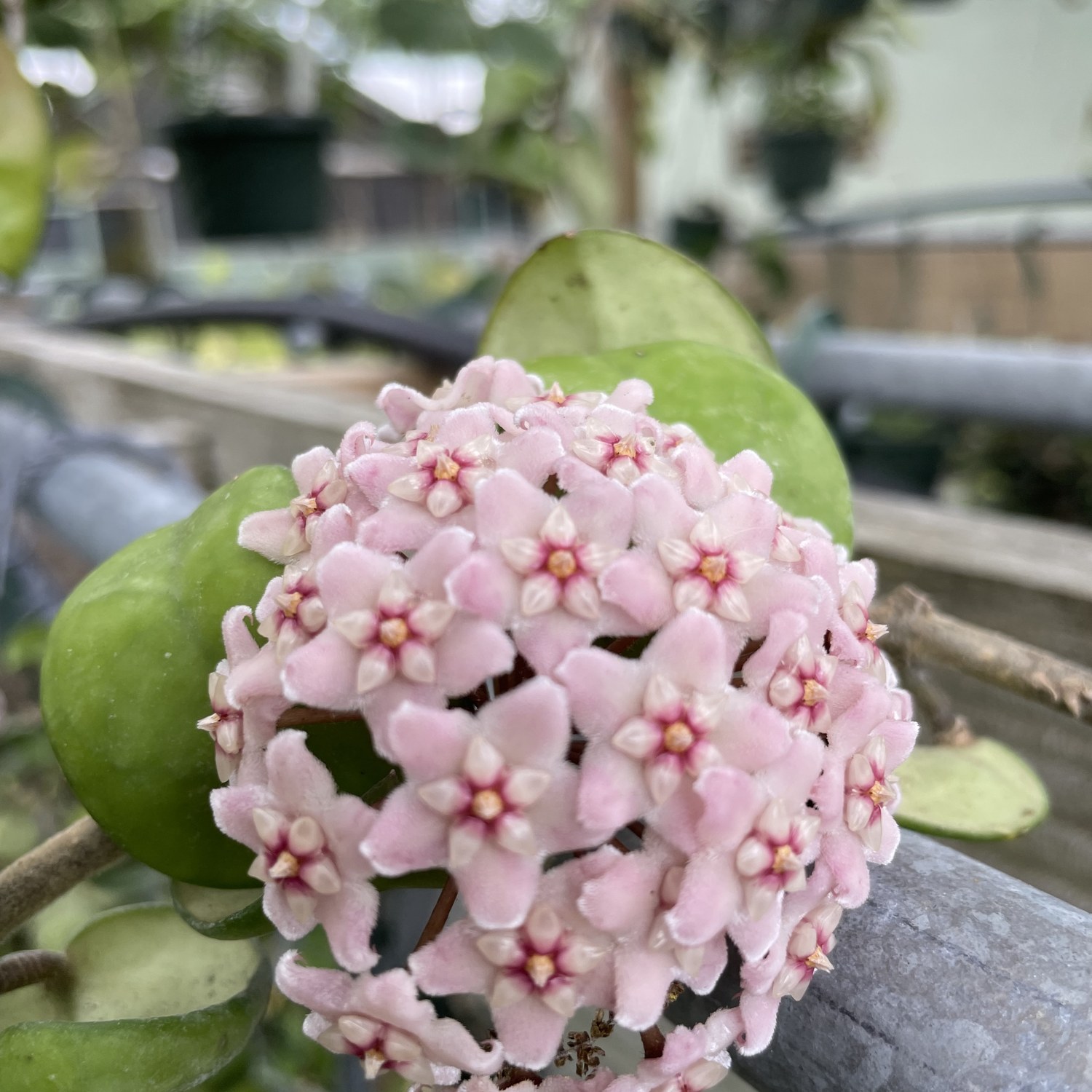 Close-up of a pink hoya umbel, a rounded cluster of star-shaped flowers