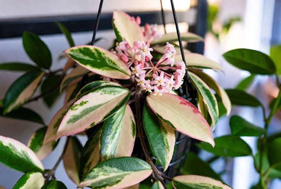 Hoya carnosa 'Krimson Princess' in a hanging pot with a pink flower cluster