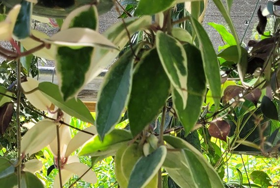 Variegated Hoya carnosa 'Krimson Queen' leaves with cream edges