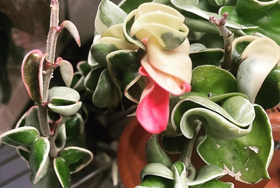 Hoya carnosa 'Hindu Rope' with tightly twisted variegated leaves